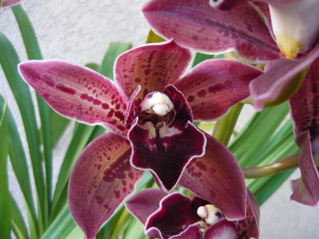 George Formby 'Geyserland' George Formby 'Geyserland'