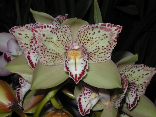 Gilgamesh 'The Clown