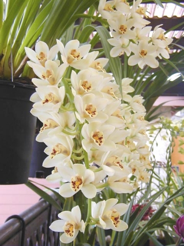 Gladys Whitesell 'The Charmer' S/CSA