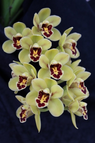 (Gladys Whitesell X pumilum) 'Yellow Charmer' (Gladys Whitesell X pumilum) 'Yellow Charmer'