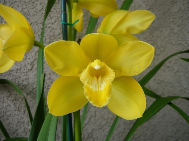 Gold Bullion 'Theresa' HCC/AOS, B/CSA Gold Bullion 'Theresa' HCC/AOS, B/CSA