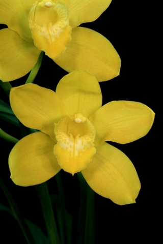 Gold Bullion 'Theresa' HCC/AOS, B/CSA