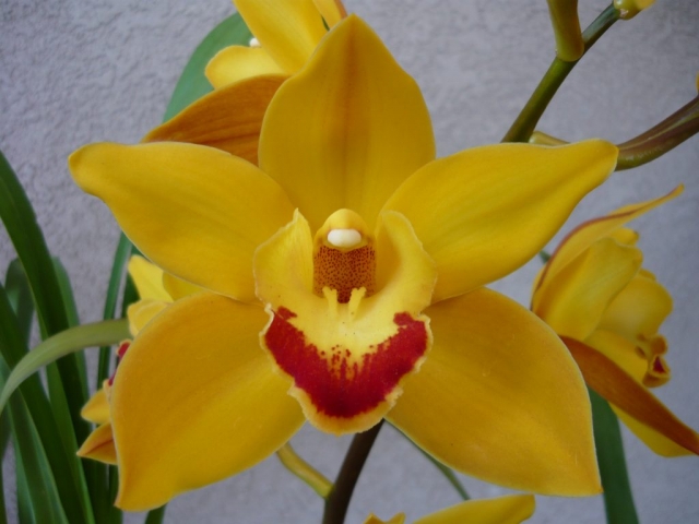 Gold Cadillac 'Geyserland' Gold Cadillac 'Geyserland'