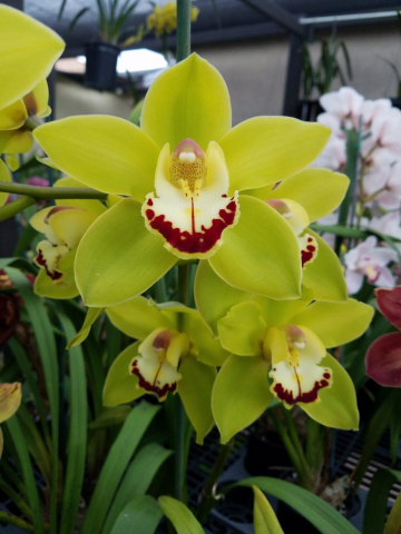 Golden Zenith Golden Zenith