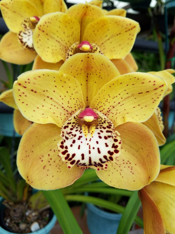 Golden Girl 'Baja Beauty' Golden Girl 'Baja Beauty'