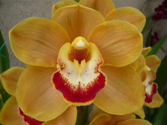 Golden Opportunity #1