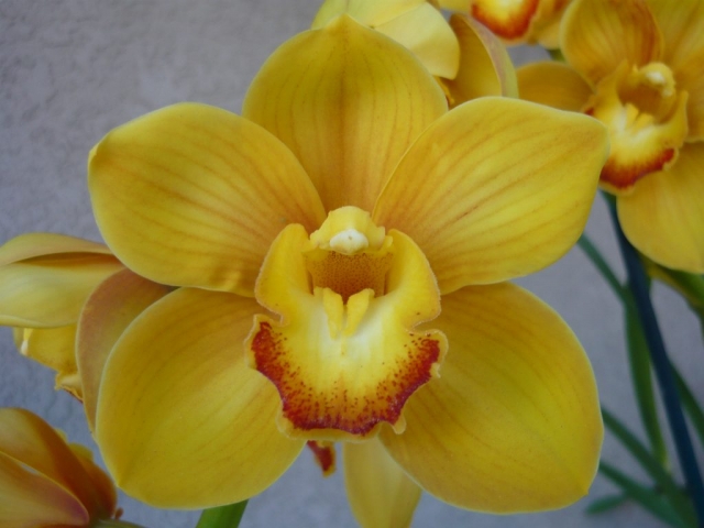 Golden Opportunity 'Nugget'