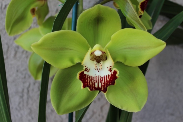 Green River 'Star' Green River 'Star'