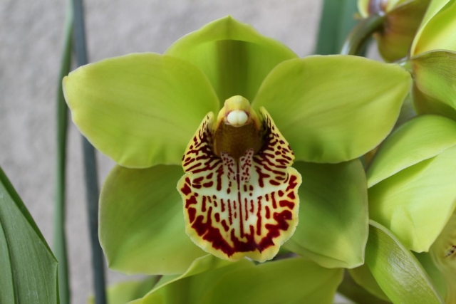 Green River 'Thunder'