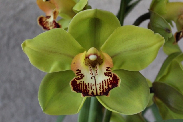 Green Spectacle 'Shaw' Green Spectacle 'Shaw'