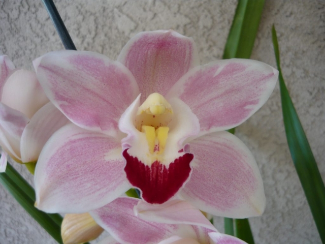 Hazel Tyers 'Santa Maria' Hazel Tyers 'Santa Maria'