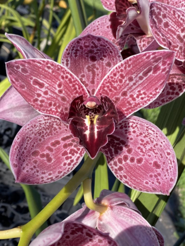 Hot Creek 'Prestige' Hot Creek 'Prestige'