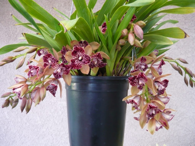 Hot Devon 'Bird of Paradise' AD/CSA