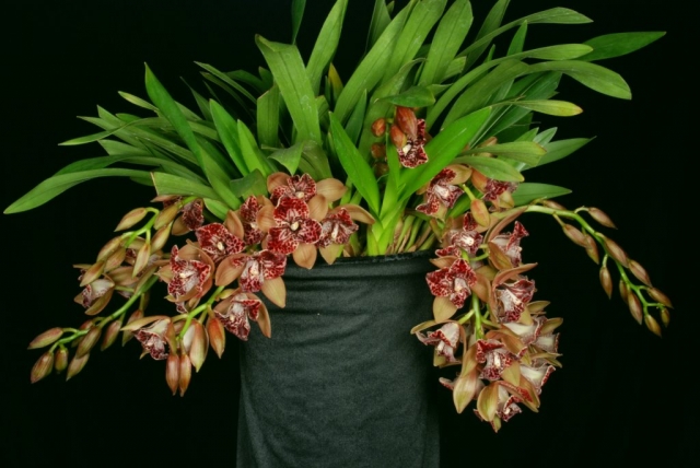 Hot Devon 'Bird of Paradise' AD/CSA