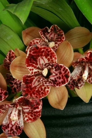 Hot Devon 'Bird of Paradise' AD/CSA