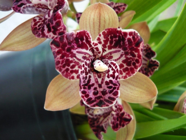 Hot Devon 'Bird of Paradise' AD/CSA