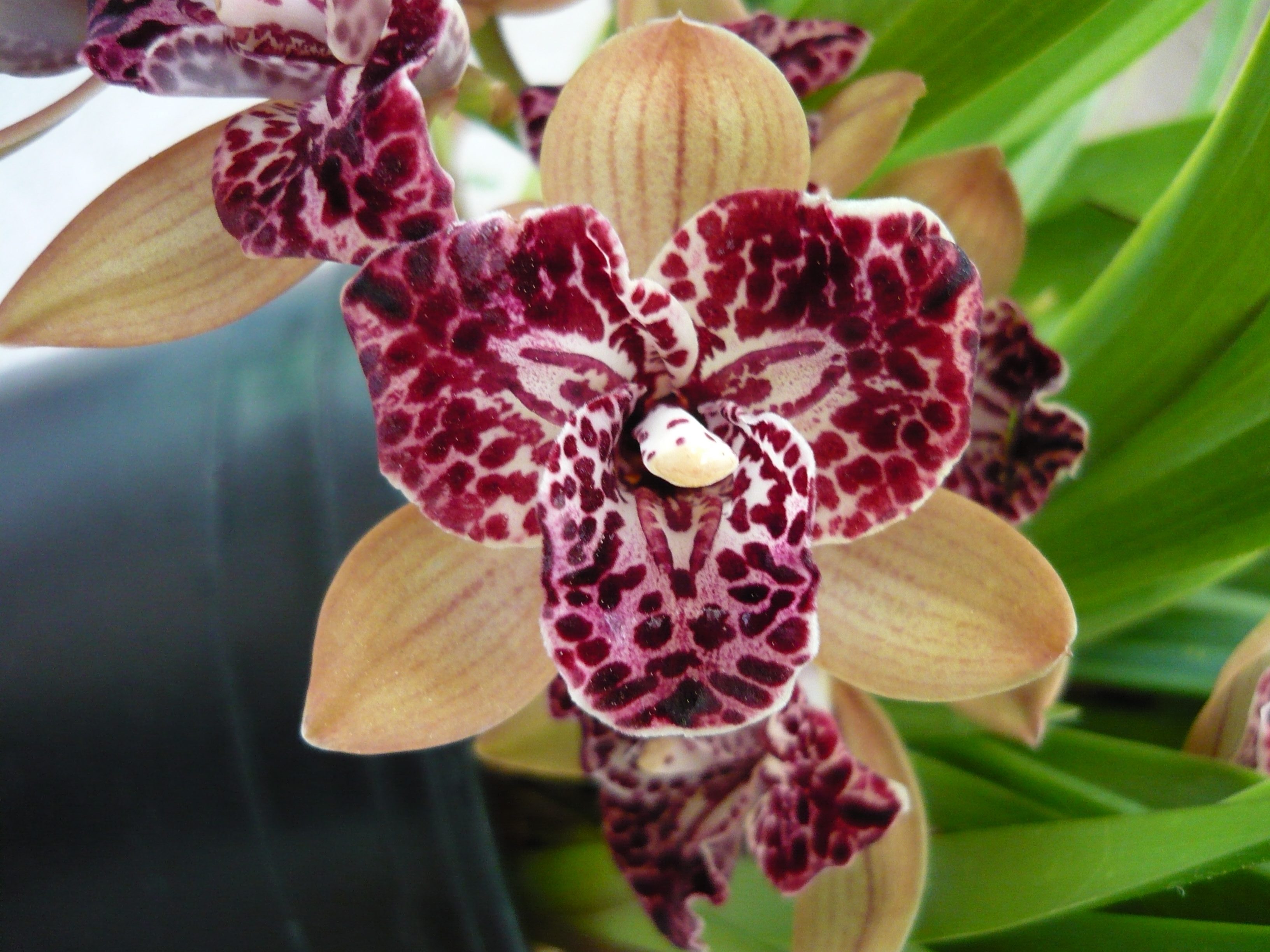 Hot Devon 'Bird of Paradise' AD/CSA