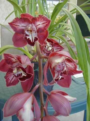 Hot Line 'Plum Loco'