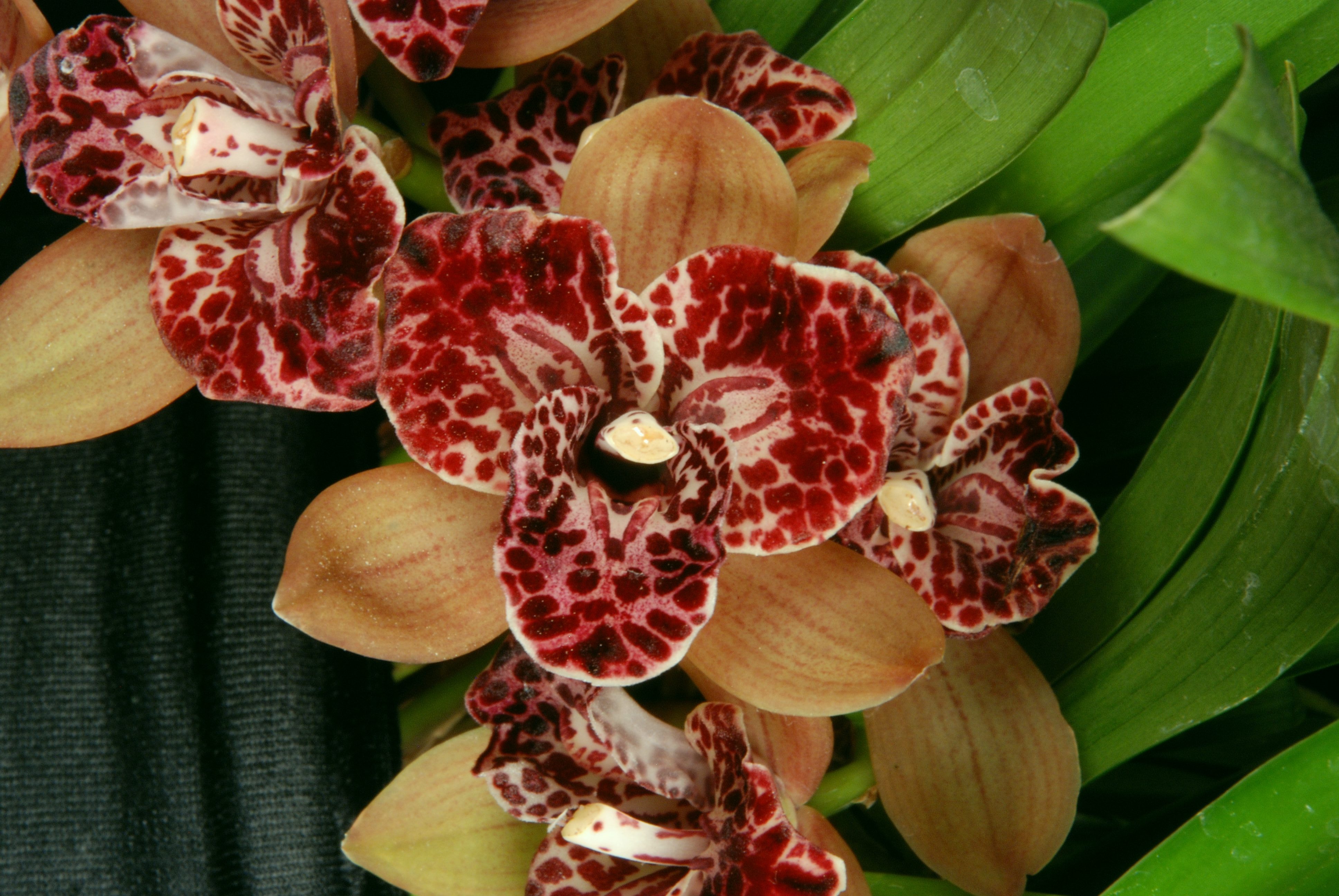 Hot Devon 'Bird of Paradise' AD/CSA