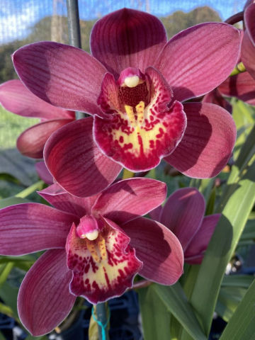 Hypno Beauty Hypno Beauty