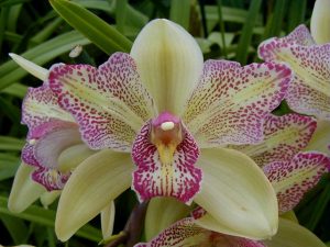 Cym. Isle 'Flamingo'