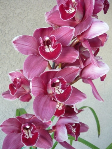 James Toya 'Feathered'