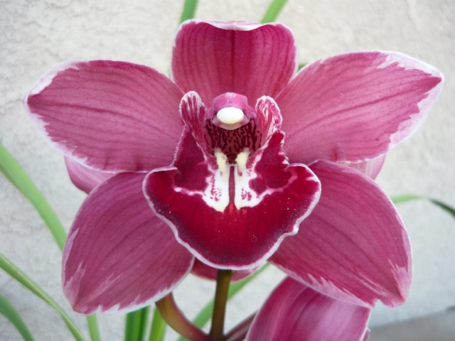 James Toya 'Feathered'