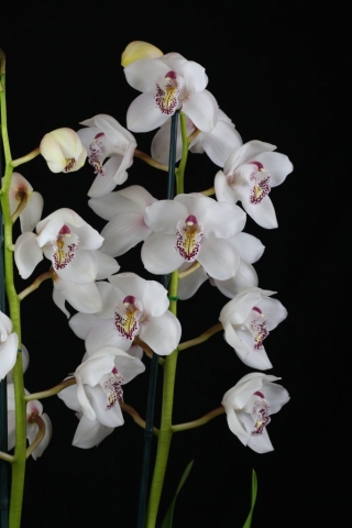 Joan's Charisma 'Vanity' B/CSA