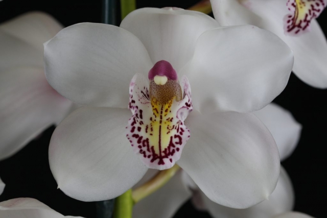 Joan's Charisma 'Vanity' B/CSA