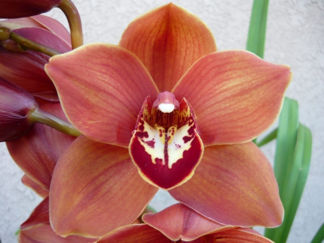 Karen Hawaiian 'Hatfield' Karen Hawaiian 'Hatfield'