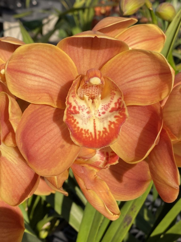 Karen's Treasure 'Prestige'