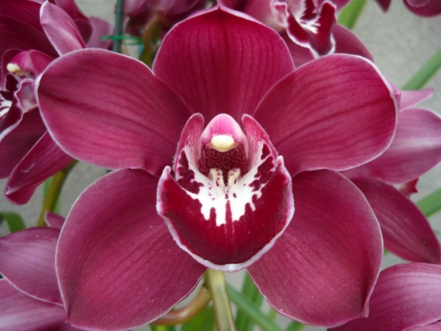 Kati Dix 'Purple Haze' Kati Dix 'Purple Haze'