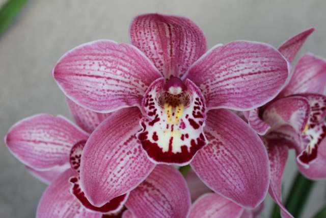 Kirby Lesh 'Cinnabar' Kirby Lesh 'Cinnabar'