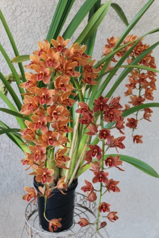 Lambert Day 'Tangerine Glaze'