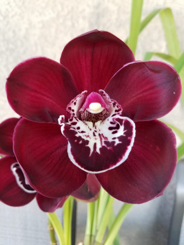 Last of the Summer Wine 'Prestige' Last of the Summer Wine 'Prestige'