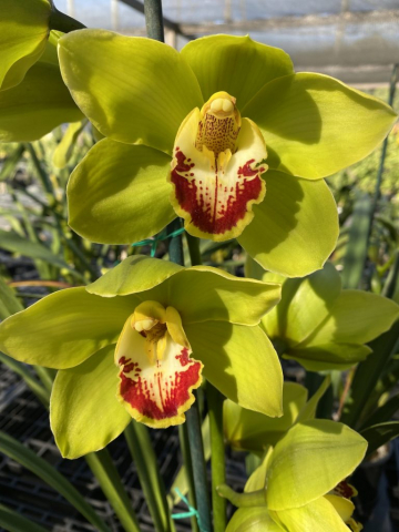 Lone Pine #1 Lone Pine #1