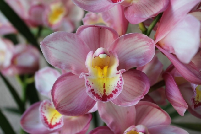 Lucky Gloria 'Feathered'