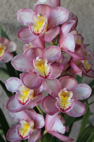 Lucky Gloria 'Feathered'