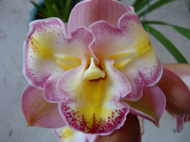 Lucky Gloria 'Miss Kim'