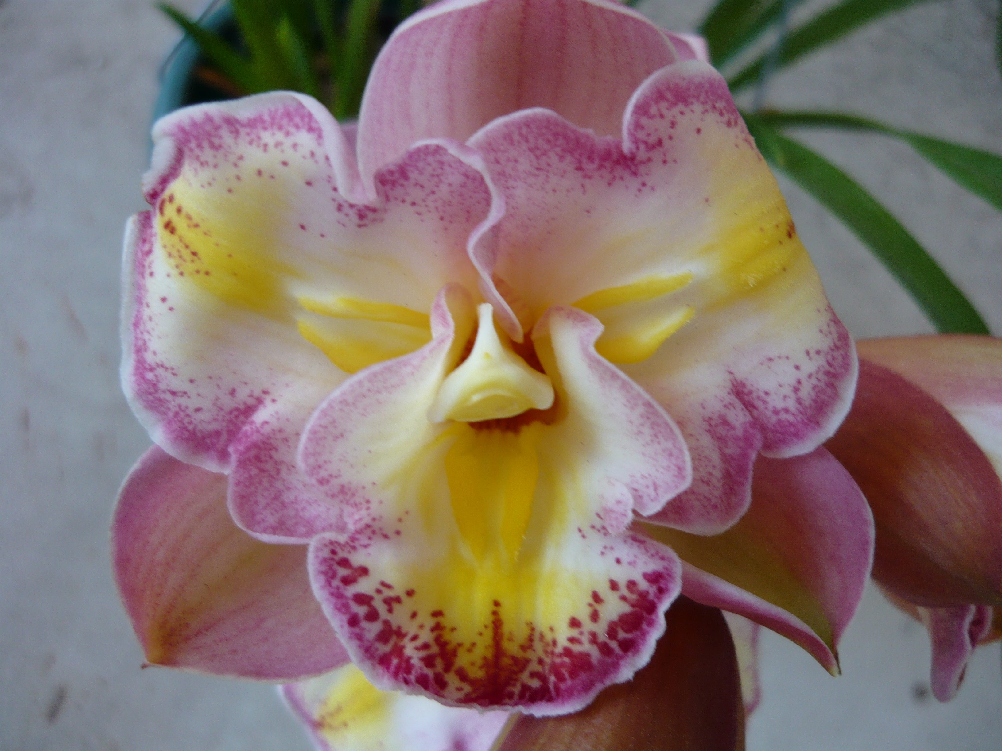 Lucky Gloria 'Miss Kim'