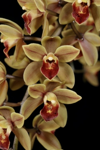 Mad Hatter 'Queen of Hearts' HCC/AOS, B/CSA