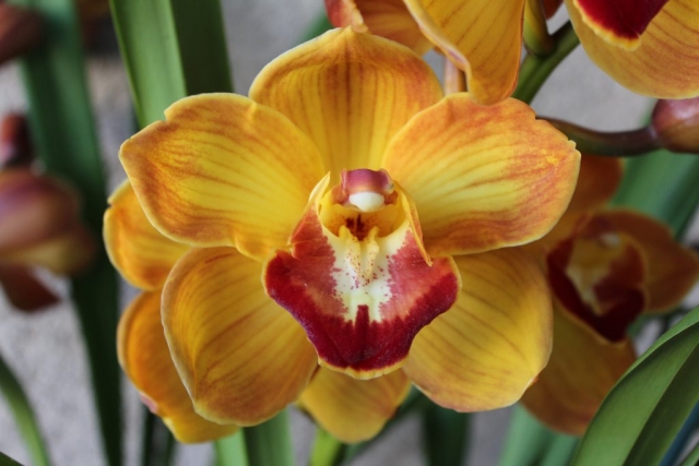 Mae West 'Splash' Mae West 'Splash'