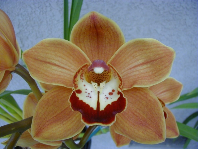 Mae West 'Jerry' Mae West 'Jerry'