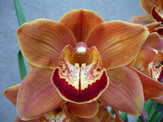 Mae West 'Tikitere' Mae West 'Tikitere'