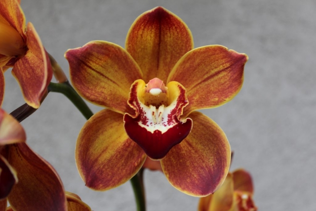 Western Beauty 'Prestige' Western Beauty 'Prestige'