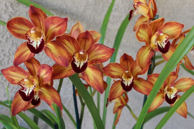 Western Sunset 'Feathered'