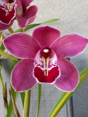 Majestic Pink #1 Majestic Pink #1