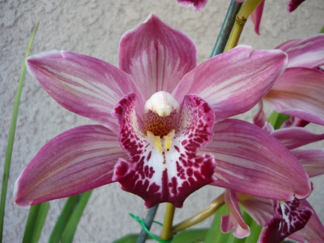 Maui Safari 'Lolo Girl'