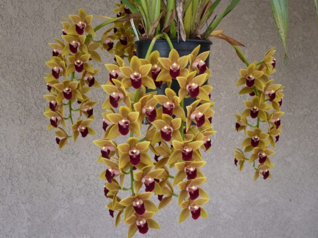 Mem. Amelia Earhart 'Elizabeth Hatfield'