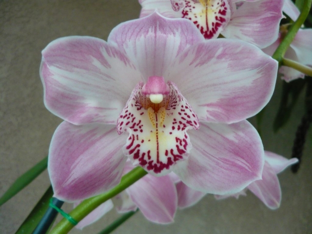 Memoria Gracie Allen #1